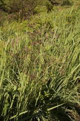 Afrotysonia glochidiata