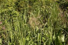 Afrotysonia glochidiata