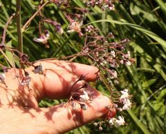 Afrotysonia glochidiata