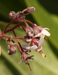 Afrotysonia glochidiata