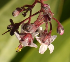 Afrotysonia glochidiata