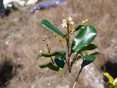 Abrahamia buxifolia image