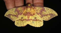 Eacles imperialis pini