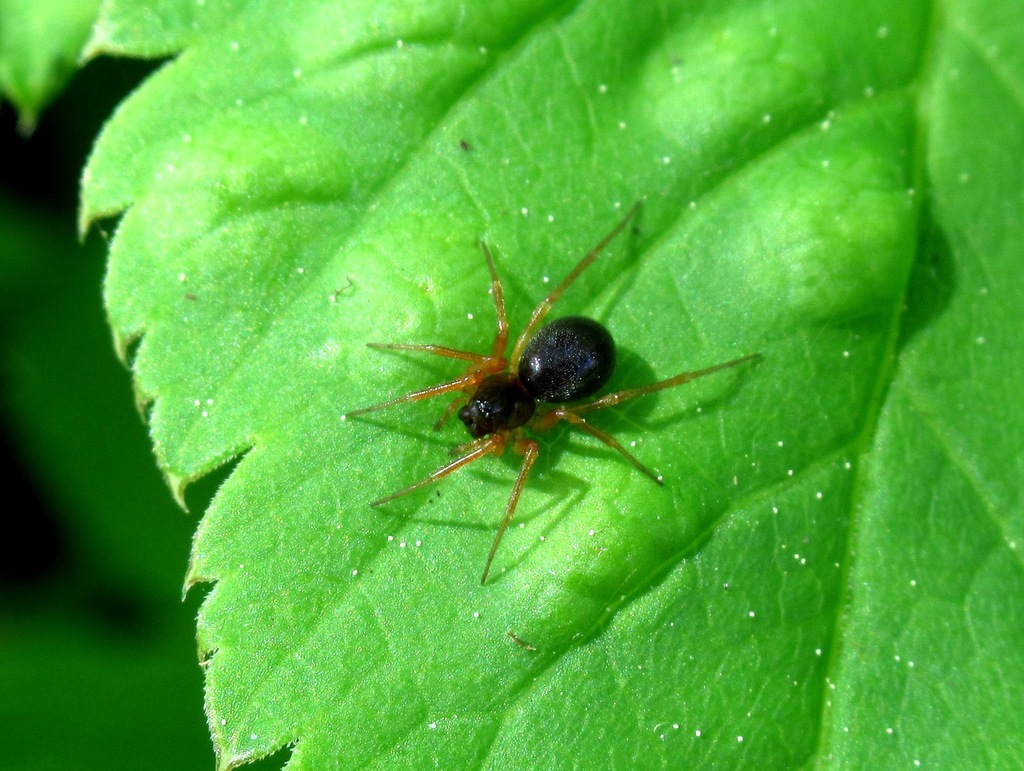 Baryphyma