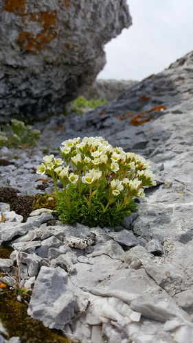 Tufted saxifrage (Saxifraga cespitosa)