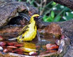 Ploceus cucullatus spilonotus