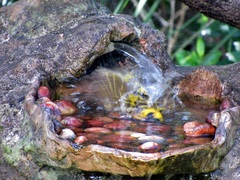 Ploceus cucullatus spilonotus