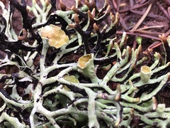 Hypogymnia inactiva