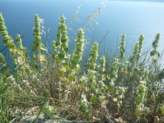 Pseudodictamnus acetabulosus