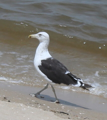 Larus dominicanus