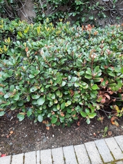 Magnoliopsida