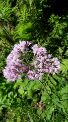 Adenostyles alliariae