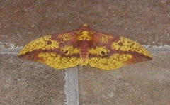 Eacles imperialis pini