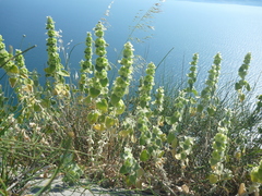 Pseudodictamnus acetabulosus