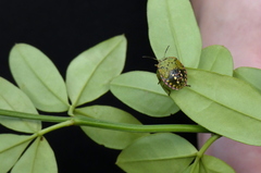 Nezara viridula
