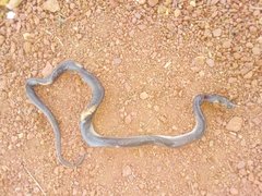 Boaedon fuliginosus