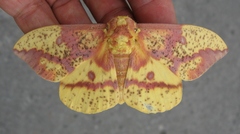 Eacles imperialis pini