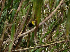 Chrysomus icterocephalus