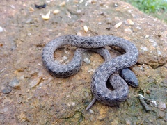 Macroprotodon brevis ibericus