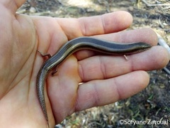 Chalcides mionecton trifasciatus