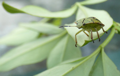 Nezara viridula