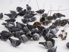 Columba livia domestica