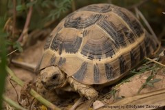 Testudo graeca
