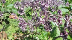 Adenostyles alliariae