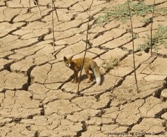 Vulpes vulpes barbara