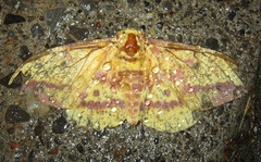 Eacles imperialis pini