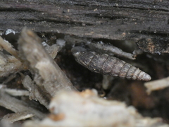 Clausilia