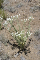 Lepidium thurberi