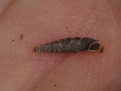 Clausilia