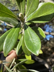 Pittosporum crassifolium