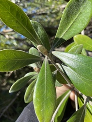 Pittosporum crassifolium