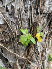 Toxicodendron radicans image