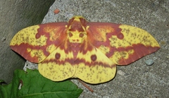 Eacles imperialis pini