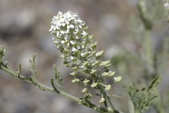 Lepidium thurberi