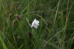 Chlorophytum fasciculatum