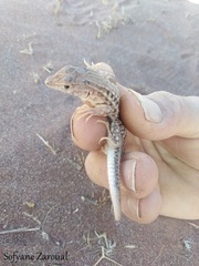 Acanthodactylus margaritae