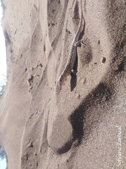 Acanthodactylus margaritae
