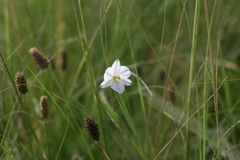 Chlorophytum fasciculatum
