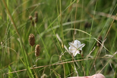 Chlorophytum fasciculatum