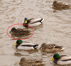 Anas platyrhynchos