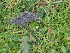 Thaumetopoea herculeana