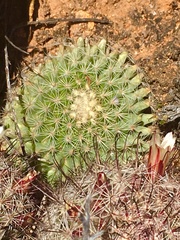 Mammillaria brandegeei