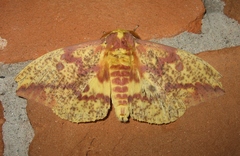 Eacles imperialis pini