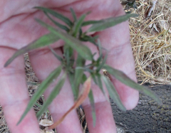 Euphorbia cuphosperma
