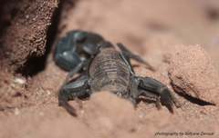 Androctonus bourdoni