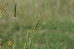 Setaria nigrirostris